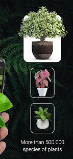 Plant ID Plant Identification